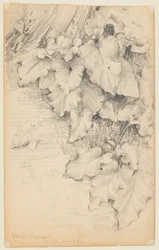 Studio di piante al bordo dell