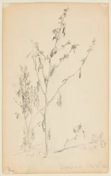 Studio di cardi