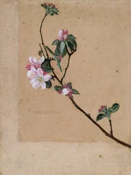 Fiori di melo