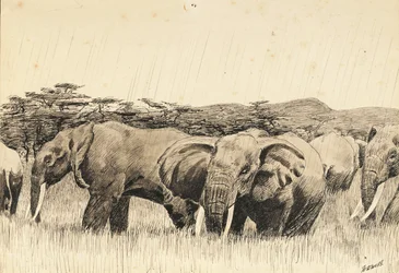 Elefanti africani (inchiostro)