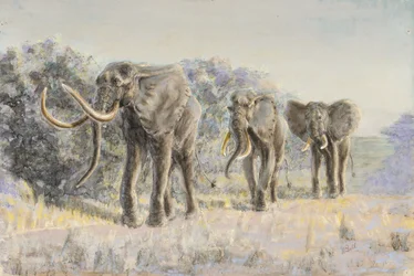 Elefanti africani (pastello)