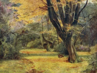 La Nuova Foresta: Aceri, vicino a Queen