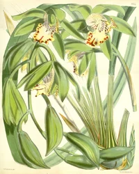 Cymbidium hookerianum
