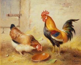 Galline che si nutrono