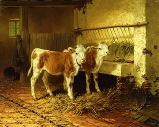 Due vitelli in una stalla
