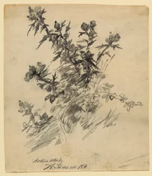 Studio della natura