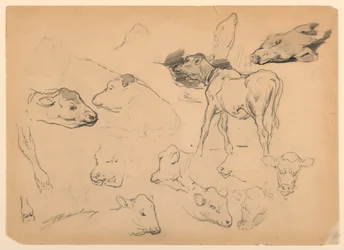 Studi di bovini, teste di pecore e un maiale