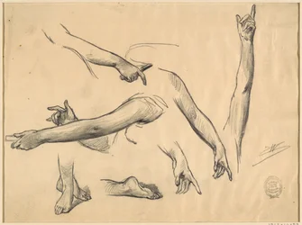 Studi di arti di una donna