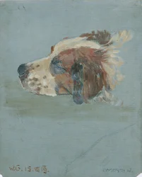 Testa di cane