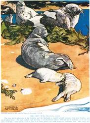 La foca grigia, illustrazione da 