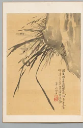 Orchidea, XIX secolo
