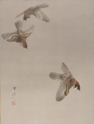 Passeri in Volo