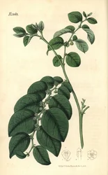 Breynia fruticosa (Phyllanthus turbinatus, Phyllanthus dalle foglie lucide). Incisione botanica colorata a mano di Weddell tratta dalla rivista Curtis