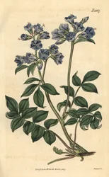 Polemoine rampicante - Valeriana greca rampicante, Polemonium reptans. Incisione botanica colorata a mano di Weddell tratta dalla rivista Curtis