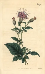 Sarrette a cinque foglie - Klasea quinquefolia (Serratula quinquefolia). Incisione botanica colorata a mano da Weddell tratta dalla rivista Curtis