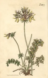 Fioristi Geranio - Geranio giallo a fiore fumario, Pelargonium rapaceum var. luteum. Incisione botanica colorata a mano da Weddell tratta dalla rivista Curtis