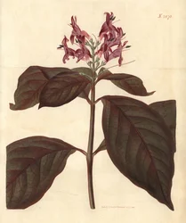 Latte della Vergine - Pianta caricaturale, Graptophyllum pictum (Justicia dalle venature sanguinanti, Justicia picta lurido-sanguinea). Incisione botanica colorata a mano da Weddell tratta dalla rivista Curtis