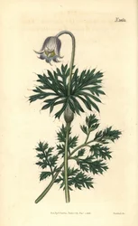 Anemone pratensis obsoleta, fiore di campo dai fiori chiari. Incisione botanica colorata a mano di Weddell tratta dalla rivista Curtis
