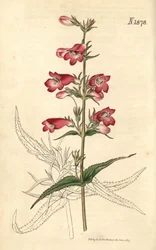 Penstemon campanulatus, fiore