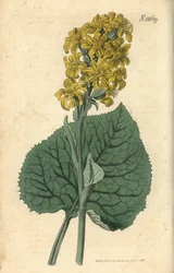 Liguria siberiana - Ligularia sibirica (Cineraria siberiana, Cineraria sibirica). Incisione botanica colorata a mano di Weddell tratta dalla rivista Curtis