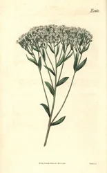 Stevia - Stevia a foglia di issopo, Stevia eupatoria (Stevia hyssopifolia). Incisione botanica colorata a mano di Weddell tratta dalla rivista Curtis