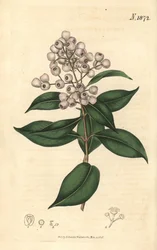 Syzygium smithii (Eugenia a frutto rotondo, Eugenia elliptica). Incisione botanica colorata a mano da Weddell tratta dalla rivista Curtis