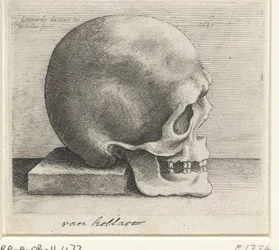 Studio anatomico di un cranio
