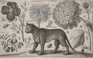 Animali e piante: Leopardo con piante e insetti, 1662