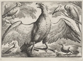Aquila