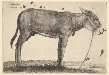 Asino, 1649