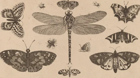 Libellula, Coccinelle e Farfalle
