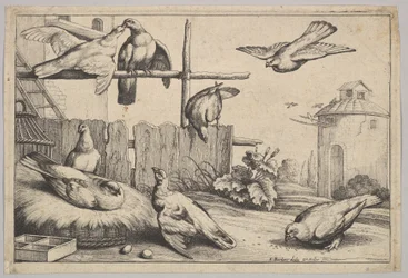 Otto colombe