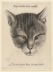 Testa di gatto, dimensione media
