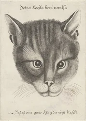 Testa di un gatto