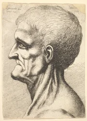 Testa di un uomo sdentato con collo muscoloso in profilo a sinistra, 1648