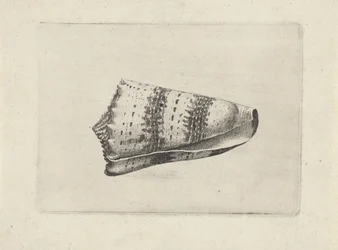 Conus imperialis