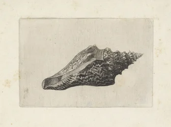 Conchiglia, hemifusus ternatanus