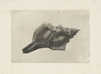 Conchiglia, pleuroploca trapezium (serie Schelpen)