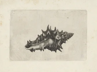 Conchiglia, vasum ceramicum