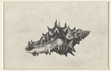 Conchiglia, vasum ceramicum