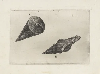 Conchiglie, telescopium telescopium (A) e fusinus laticostatus (B)