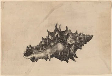 Conchiglia (Vasum ceramicum)
