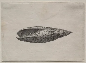 Conchiglie: Mitra papalis L, c. 1640s