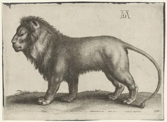 Leone in piedi