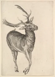 Cervo, 1625-77