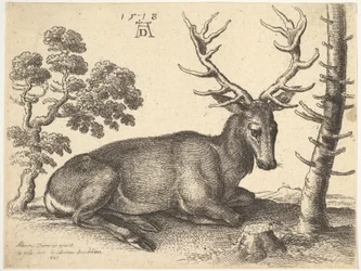 Cervo sdraiato a destra, 1649