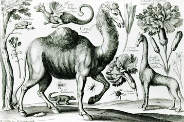 Studio di animali e fiori, inciso da D. Loggan