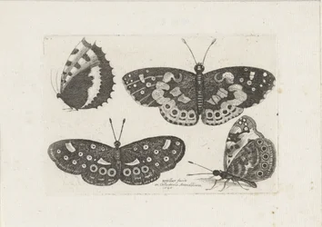 Quattro farfalle