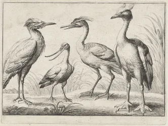 Quattro trampolieri