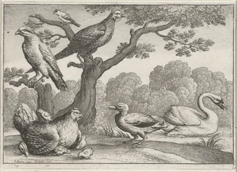 Cigno, gallina con pulcini e altri uccelli (Diversi uccelli)